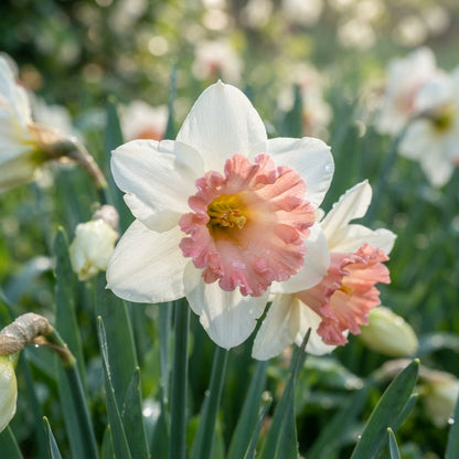 Narcissus White and Pink Flower Seeds for Planting