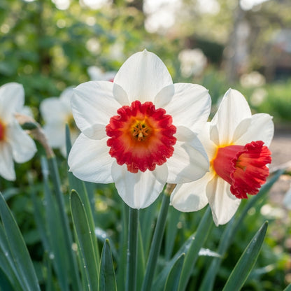 White and Red Daffodil Seeds for Planting