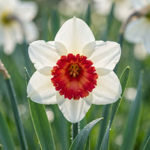 White and Red Daffodil Seeds for Planting