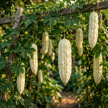 White Bitter Gourd Seeds – Bitter Gourd Seeds for Planting