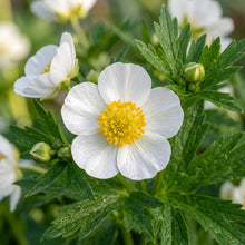 Ranunculus Platanifolius Flower Seeds