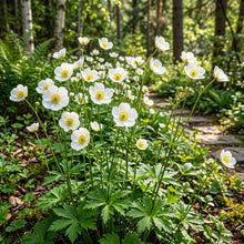 Ranunculus Platanifolius Flower Seeds