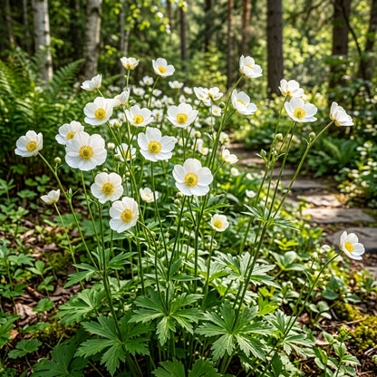 Ranunculus Platanifolius Flower Seeds