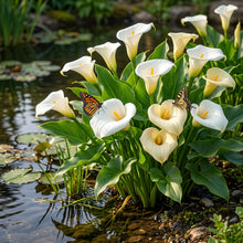 Zantedeschia Aethiopica Seeds - White Calla Lily Flower Seeds for Garden