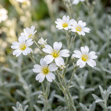 Snow-in-Summer White Flower Seeds for Planting