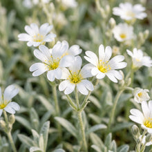 Snow-in-Summer White Flower Seeds for Planting