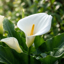 Zantedeschia Aethiopica Seeds - White Calla Lily Flower Seeds for Garden