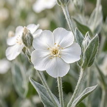 Lychnis Coronaria Alba Flower Seeds For Planting