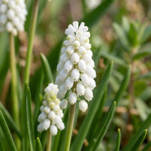 Pseudomuscari Azureum Alba Flower Seeds for Garden Planting