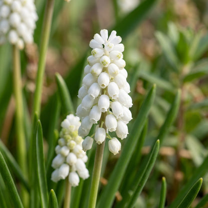 Pseudomuscari Azureum Alba Flower Seeds for Garden Planting