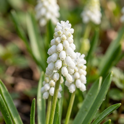 Pseudomuscari Azureum Alba Flower Seeds for Garden Planting
