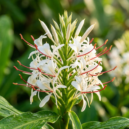 Paradisea lusitanica Flower Seeds for Planting