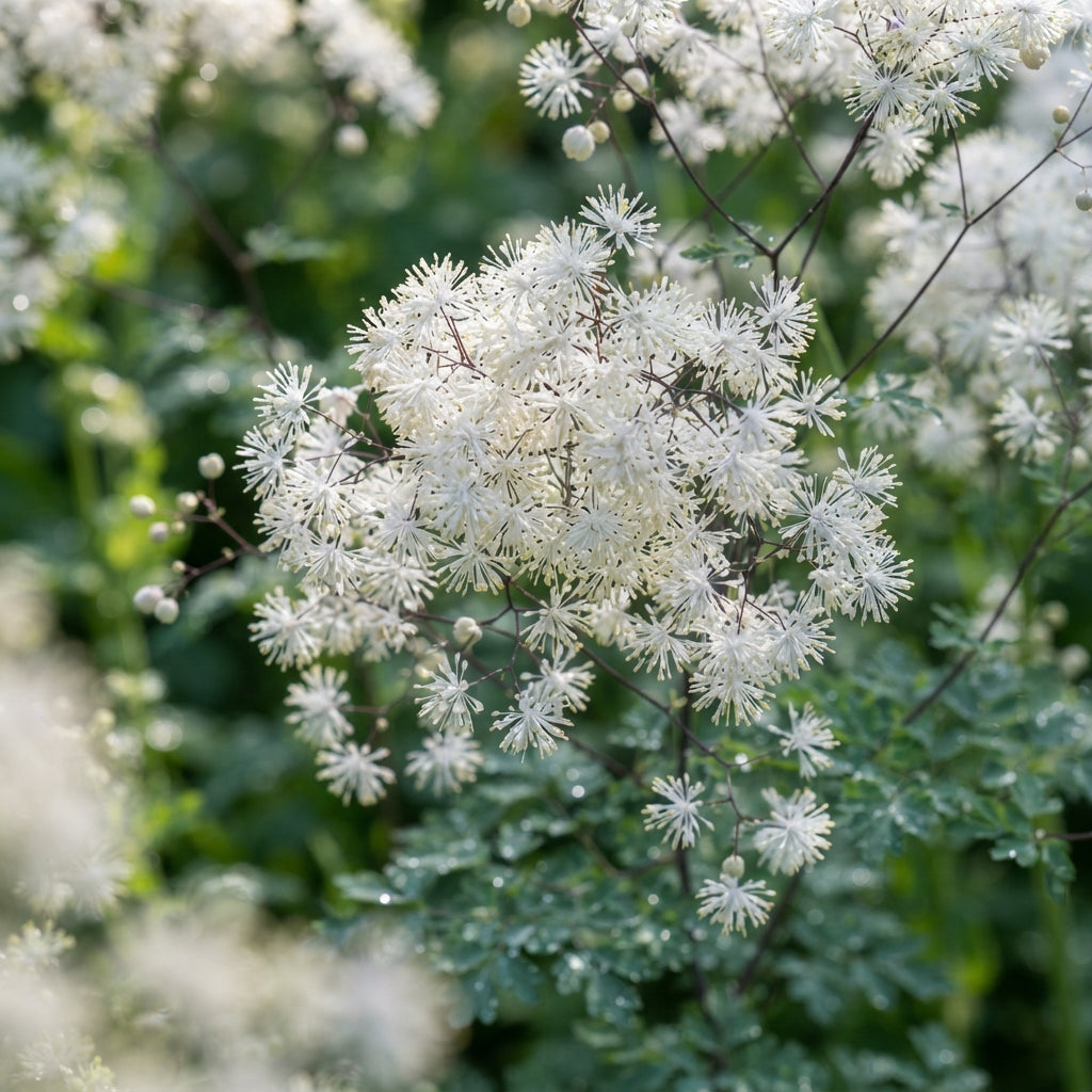 Thalictrum Rochebrunianum Flower Seeds - Meadow Rue Seeds for Garden