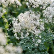 Thalictrum Rochebrunianum Flower Seeds - Meadow Rue Seeds for Garden
