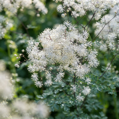 Thalictrum Rochebrunianum Flower Seeds - Meadow Rue Seeds for Garden