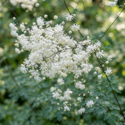 Thalictrum Rochebrunianum Flower Seeds - Meadow Rue Seeds for Garden
