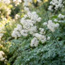 Thalictrum Delavayi 'Blizzard' Flower Seeds - Meadow Rue Seeds for Garden