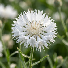 Centaurea Moschata White Seeds – Elegant White Blooms