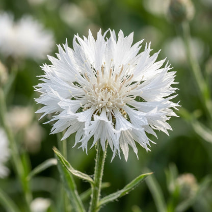Centaurea Moschata White Seeds – Elegant White Blooms