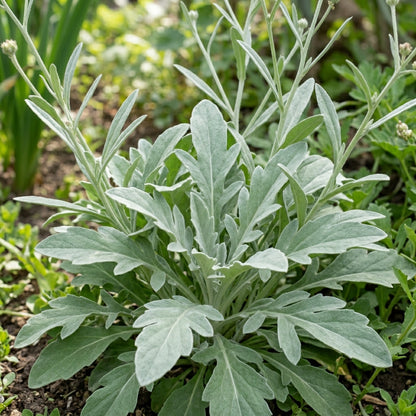 Centaurea Moschata White Seeds – Elegant White Blooms