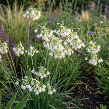 Allium Carinatum Pulchellum Album Flower Seeds For Planting
