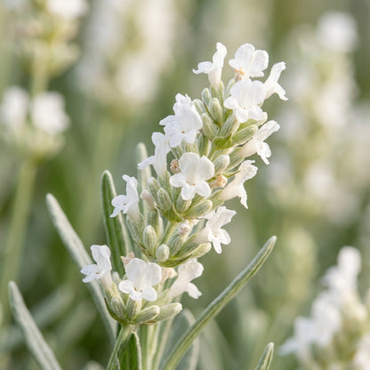 Pure White Lavender Seeds for Planting