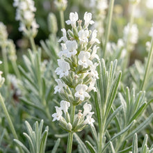 Pure White Lavender Seeds for Planting