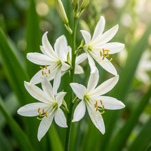 Paris quadrifolia Flower Seeds for Planting