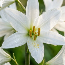 Paris quadrifolia Flower Seeds for Planting