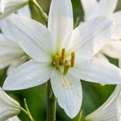 Paris quadrifolia Flower Seeds for Planting