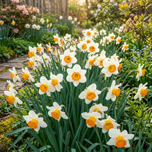White and Orange Daffodil Seeds for Planting