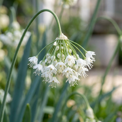 Allium Carinatum Pulchellum Album Flower Seeds For Planting