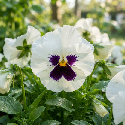 White Pansy Flower Seeds - White Pansy Flower Seeds for Garden