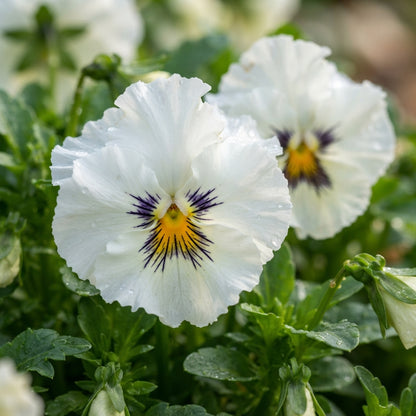 White Pansy Flower Seeds - White Pansy Flower Seeds for Garden
