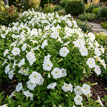 Pure White Petunia Seeds For Planting