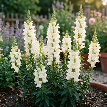 Antirrhinum White Admiral F1 Seeds – Elegant White Snapdragons