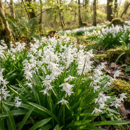 Scilla Siberica Alba Seeds for Garden Planting