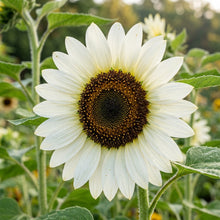 White Sunflower Seeds For Planting