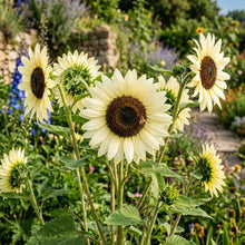 Italian White Sunflower Seeds For Planting