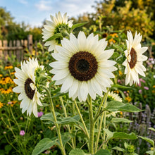 White Sunflower Seeds For Planting