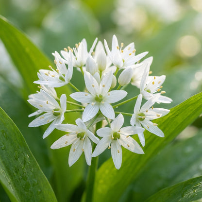 Wild Garlic Ramsons Seeds for Planting