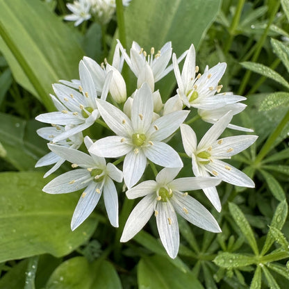 Wild Garlic Ramsons Seeds for Planting