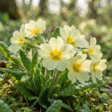 Wild Primrose Seeds for Planting