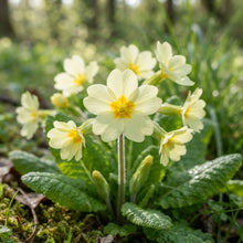 Wild Primrose Seeds for Planting