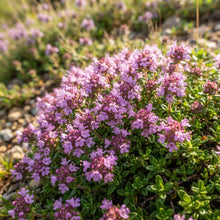Wild Thyme Flower Seeds for Planting