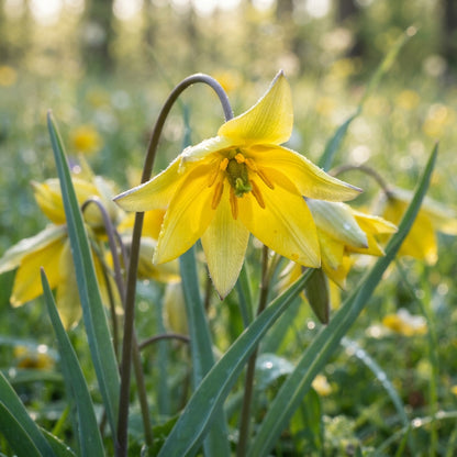 Tulip Sylvestris Flower Seeds - Wild Tulip Flower Seeds for Garden