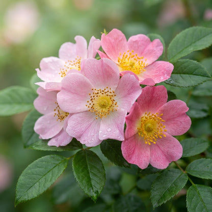 Rosa Amblyotis Seeds for Garden Planting