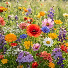 Wildflower Mixed Seeds for Planting