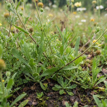 Ole Yeller Wildflower Mix Seeds for Planting
