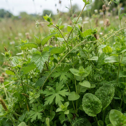 Mixed Wildflower Seeds for Planting